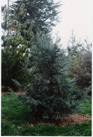 Californian Redwood